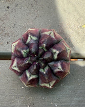 Load image into Gallery viewer, Cactus Gymnocalycium mihanovichii 'Daydream'
