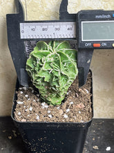 Load image into Gallery viewer, Astrophytum myriostigma fukuyu
