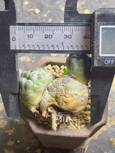 Load image into Gallery viewer, Puna bonnieae f. inermis
