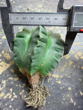 Load image into Gallery viewer, Astrophytum myriostigma 'Kikko'
