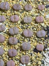 Load image into Gallery viewer, Lithops C217 “Cookie”(each)
