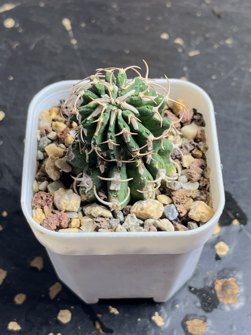 Euphorbia columnaris