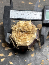 Load image into Gallery viewer, Cactus
