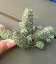 Load image into Gallery viewer, Pseudolithos mccoyi

