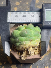 Load image into Gallery viewer, Coryphantha elephantidens
