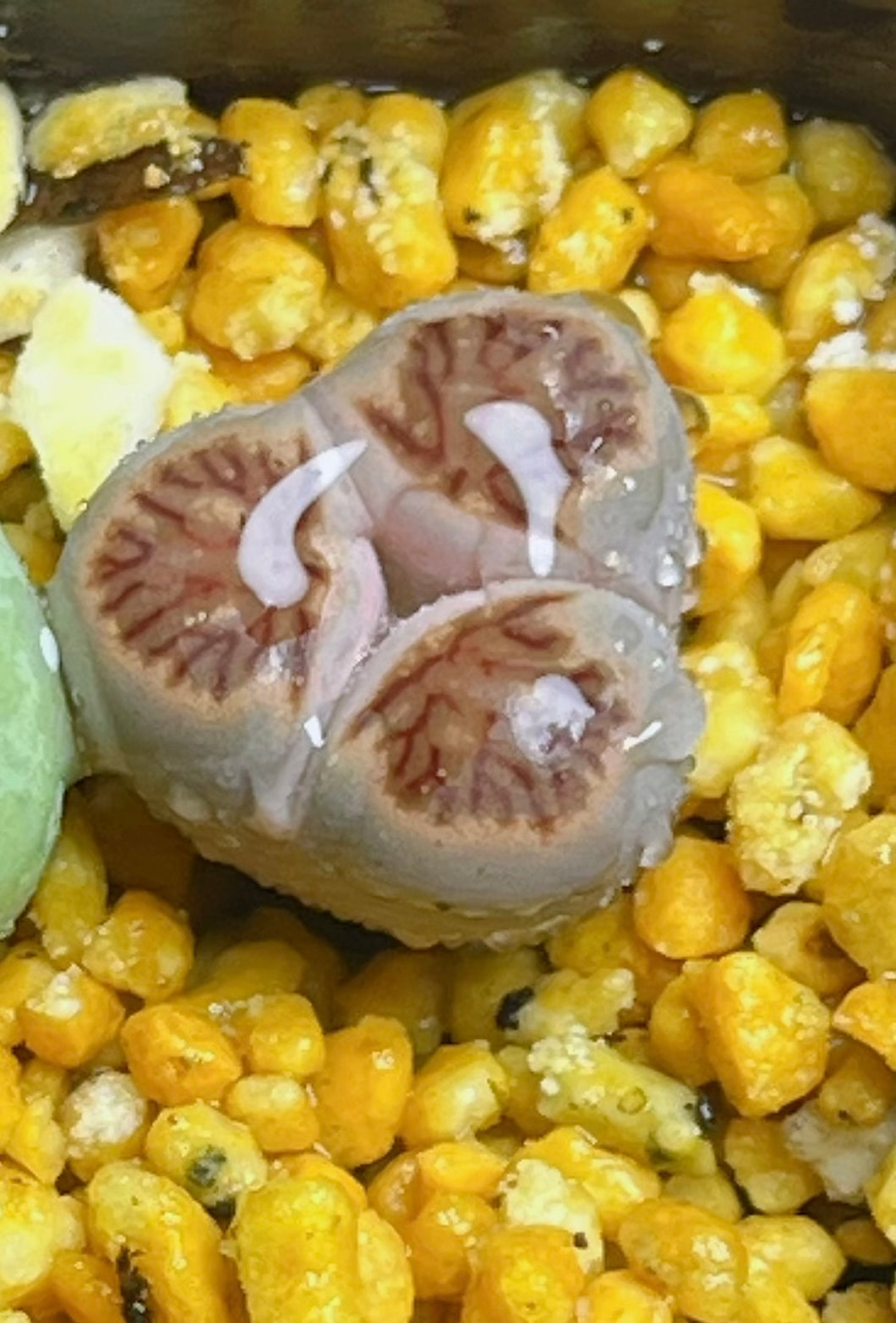 Lithops three leaf