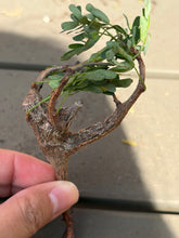 Load image into Gallery viewer, Senna meridionalis
