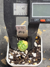Load image into Gallery viewer, Astrophytum asterias Variegated
