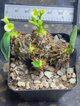 Load image into Gallery viewer, Euphorbia parvimedusae
