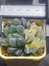 Load image into Gallery viewer, Haworthia variegated 35
