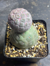 Load image into Gallery viewer, Tephrocactus geometricus
