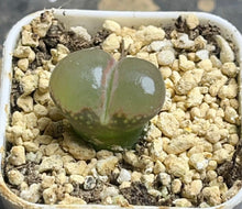 Load image into Gallery viewer, Conophytum Friedrichiae
