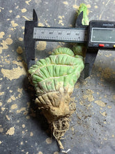 Load image into Gallery viewer, Eulychnia castanae fa. Varispiralis
