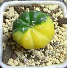 Load image into Gallery viewer, Astrophytum asterias Variegated
