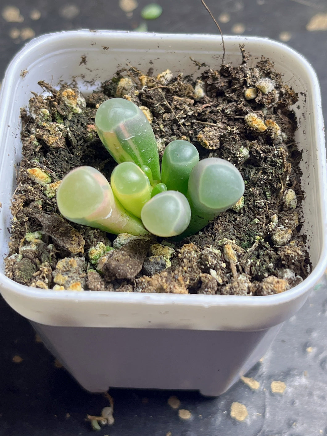 Fenestraria Rhopalophylla 