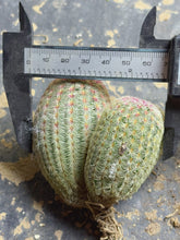 Load image into Gallery viewer, Echinocereus rigidissimus var.
