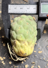 Load image into Gallery viewer, Tephrocactus geometricus

