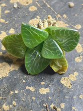 Load image into Gallery viewer, 101 Haworthia emelyae var.comptoniana
