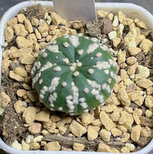 Load image into Gallery viewer, Astrophytum asterias
