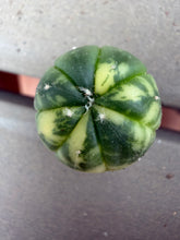 Load image into Gallery viewer, Astrophytum asterias Variegated
