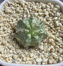 Load image into Gallery viewer, Euphorbia melofomis variegated
