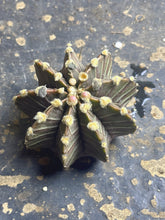 Load image into Gallery viewer, Gymnocalycium Friedrichii
