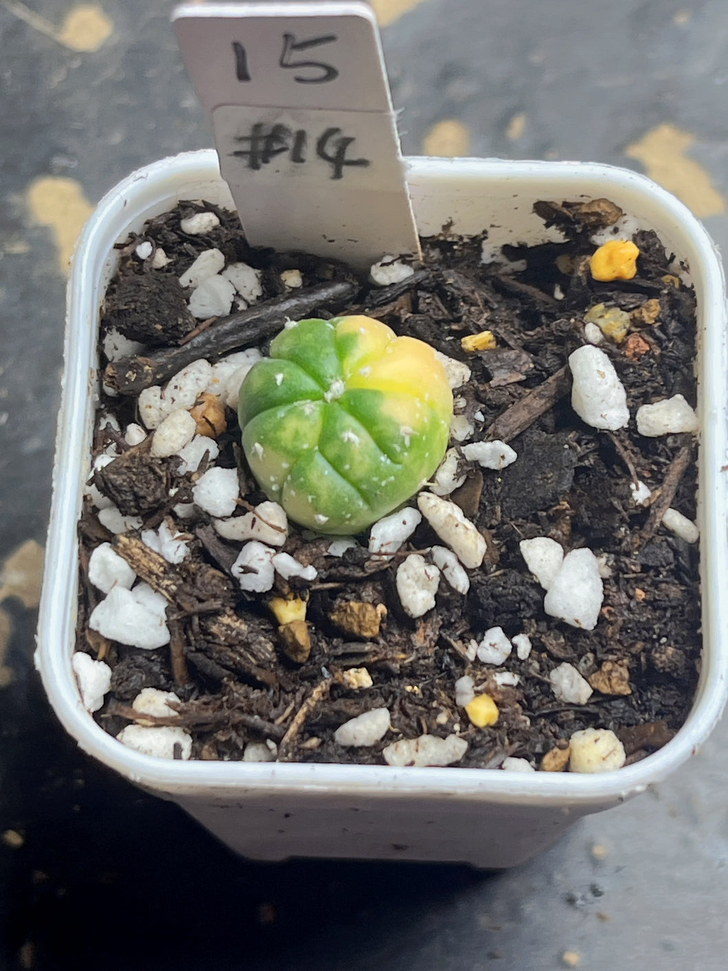 Astrophytum asterias Variegated
