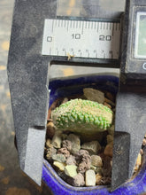 Load image into Gallery viewer, Strombocactus disciformis crested
