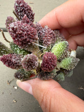 Load image into Gallery viewer, Adromischus marianiae
