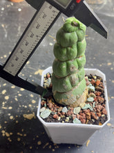Load image into Gallery viewer, Eulychnia castanae fa. Varispiralis
