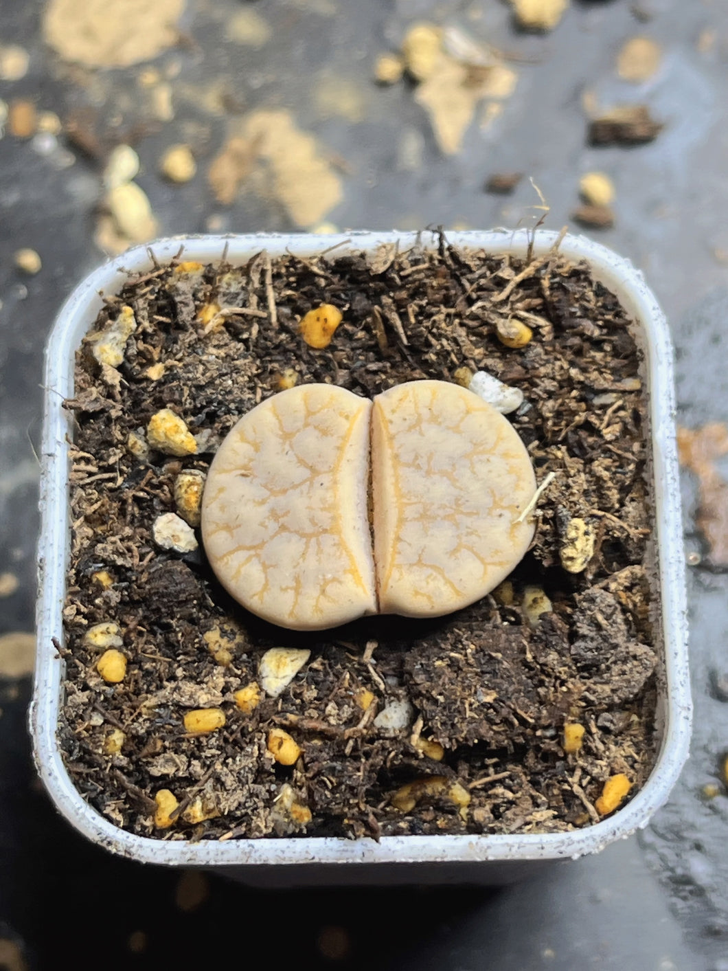 Lithops C309a ‘cafe Lait’