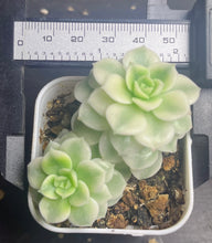 Load image into Gallery viewer, Succulent variegated
