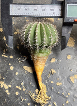 Load image into Gallery viewer, Uebelmannia
