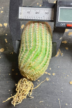 Load image into Gallery viewer, Echinocereus rigidissimus var.
