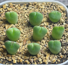 Load image into Gallery viewer, Conophytum bilobum （each）
