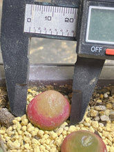 Load image into Gallery viewer, Conophytum Burgeri （each）
