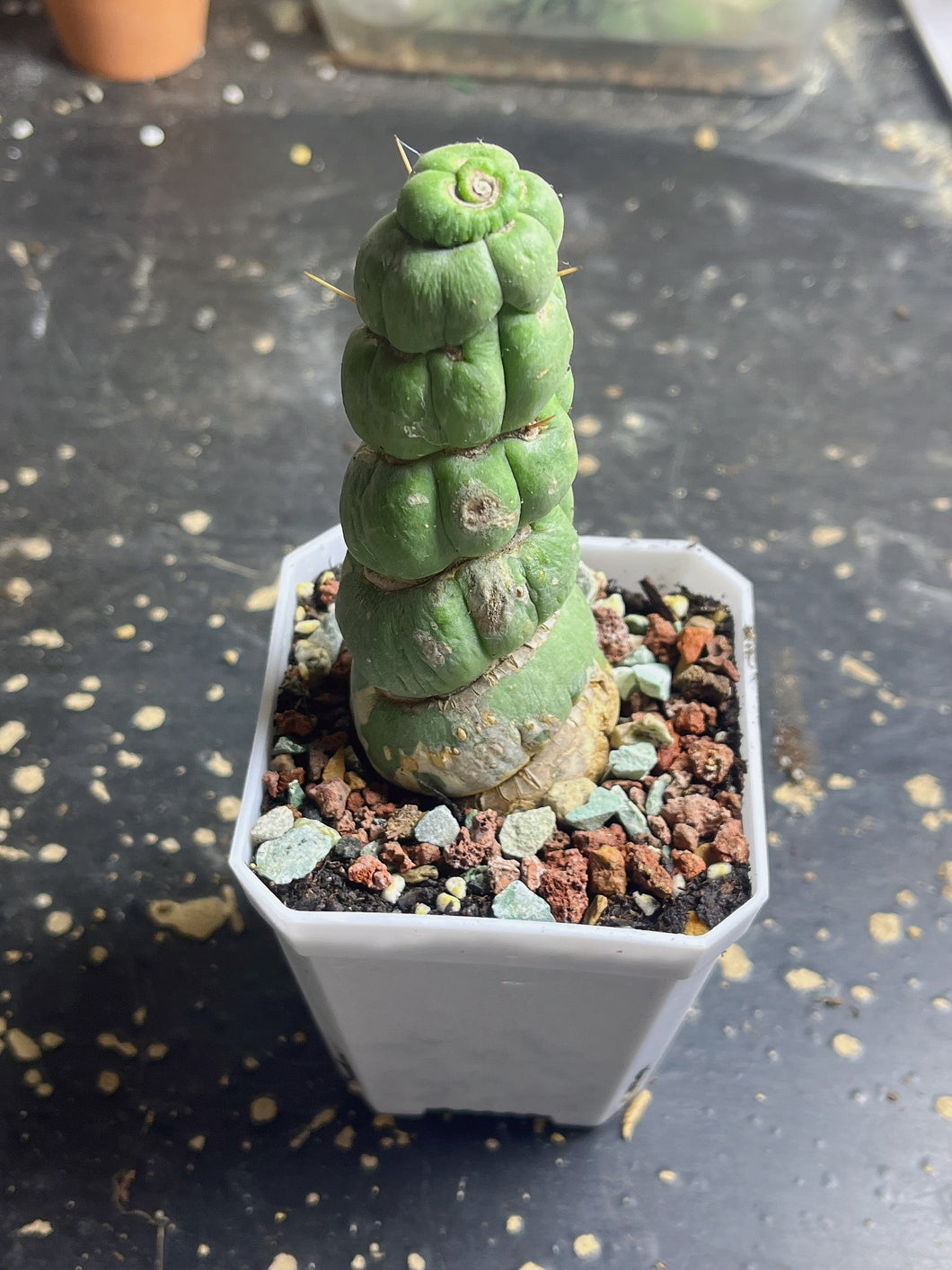 Eulychnia castanae fa. Varispiralis