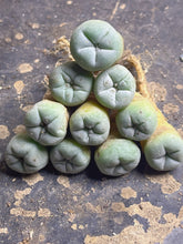 Load image into Gallery viewer, Lophophora peyote
