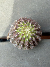 Load image into Gallery viewer, Eriosyce krausii
