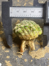 Load image into Gallery viewer, Cactus
