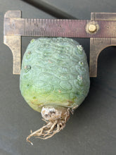 Load image into Gallery viewer, Pseudolithos cubiformis
