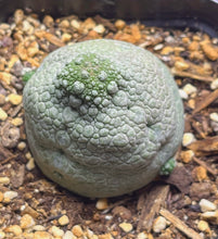 Load image into Gallery viewer, Pseudolithos migiurtinus

