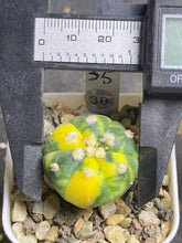 Load image into Gallery viewer, Astrophytum asterias Variegated

