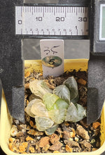 Load image into Gallery viewer, Haworthia variegated
