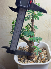 Load image into Gallery viewer, Senna meridionalis
