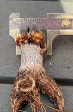 Load image into Gallery viewer, Euphorbia Ramena
