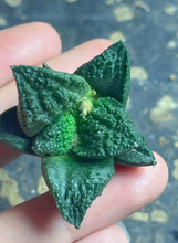 Load image into Gallery viewer, Ariocarpus Godzilla
