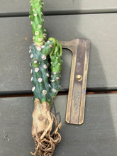 Load image into Gallery viewer, Euphorbia Royleana bois
