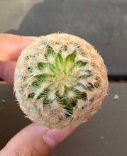Load image into Gallery viewer, Echinocereus rigidissimus f. albiflorus（white)
