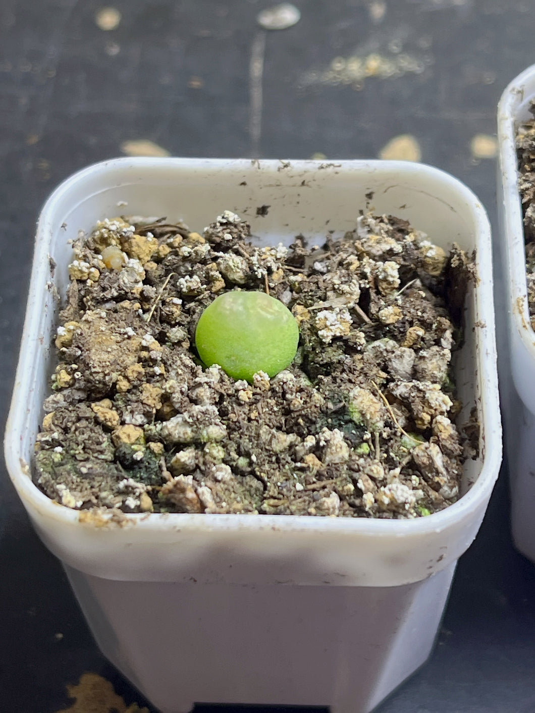 conophytum ratum 